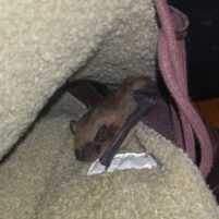 Bat Issues and Problems in Henderson Kentucky