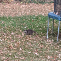 Nuisance Raccoon Issues in Henderson Kentucky