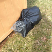 Skunk Issues in Henderson Kentucky