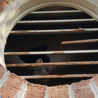 Pest Squirrel Problems in Henderson Kentucky