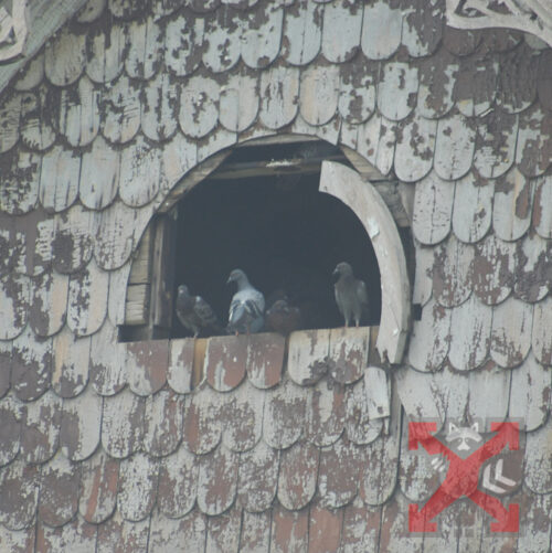 Pigeons in Attic Opening